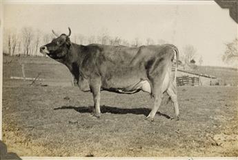 (COWS) A fun and quintessentially American album with 78 Depression-era photographs highlighting the Carrollton, Kentucky Riverview Far
